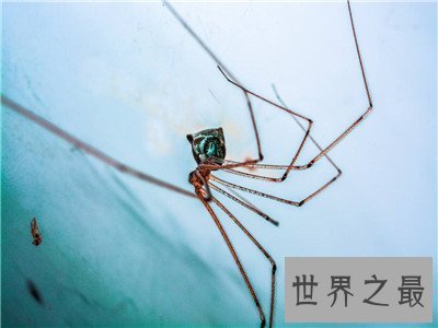 十大常见的室内蜘蛛，你眼皮底下的蜘蛛可能有剧毒！