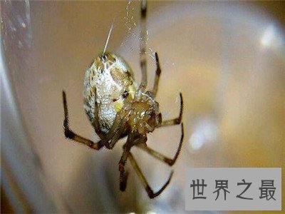 十大常见的室内蜘蛛，你眼皮底下的蜘蛛可能有剧毒！