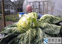 世界上最大的菜花 重量超过27公斤