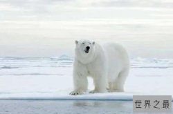 十大熊类战斗力排名，北极圈王者排榜首，第二生活在远古时期