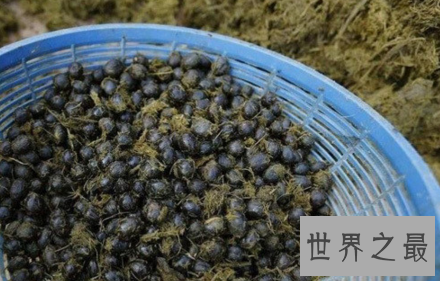 世界上最恶心的火锅,满嘴臭豆腐味儿