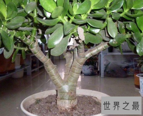 中国最大的玉树,生长了20多年