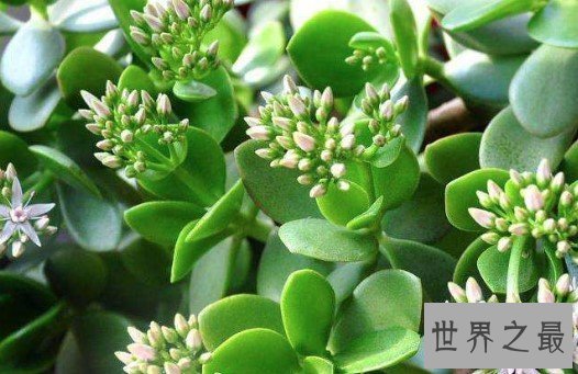 中国最大的玉树,生长了20多年