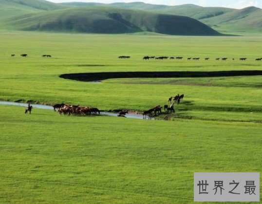 中国最大的草原，更是目前我国最佳的天然牧场之一