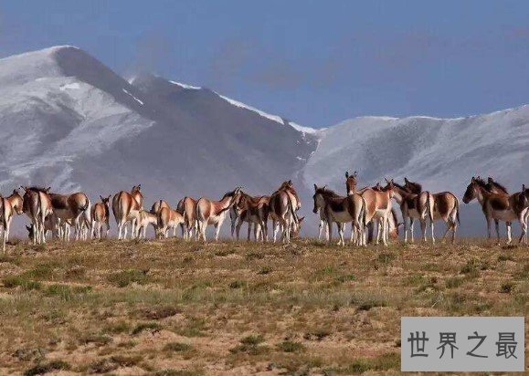 中国受保护面积最大的高原,荒漠生态系统保护区