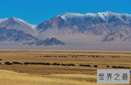 中国受保护面积最大的高原,荒漠生态系统保护区