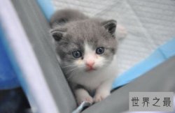国内第一只克隆猫诞生，为了纪念已经过世的宠物猫