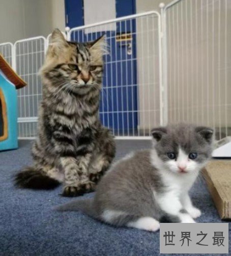 国内第一只克隆猫诞生,为了纪念已经过世的宠物猫