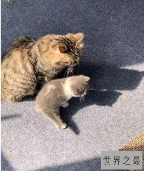 国内第一只克隆猫诞生,为了纪念已经过世的宠物猫