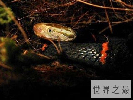 中国毒性最强的蛇,被咬者必定死亡。