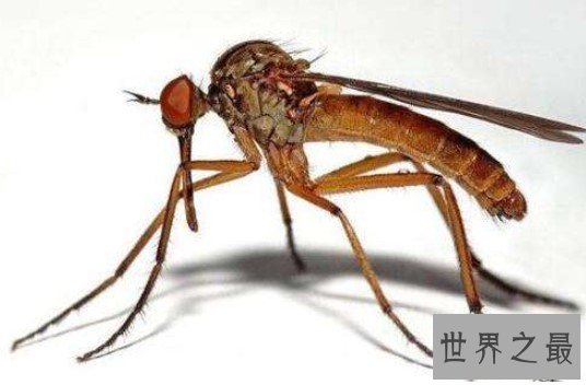 中国捕获世界最大的蚊子,体长达到可怕的0.4米,比你的巴掌都大