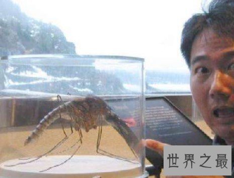 中国捕获世界最大的蚊子,体长达到可怕的0.4米,比你的巴掌都大