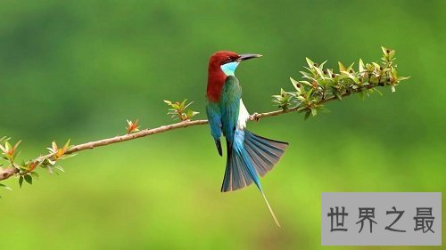 中国最美的鸟蓝喉蜂虎,天空最美的一道风景线!