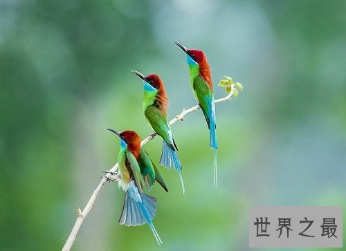 中国最美的鸟蓝喉蜂虎,天空最美的一道风景线!