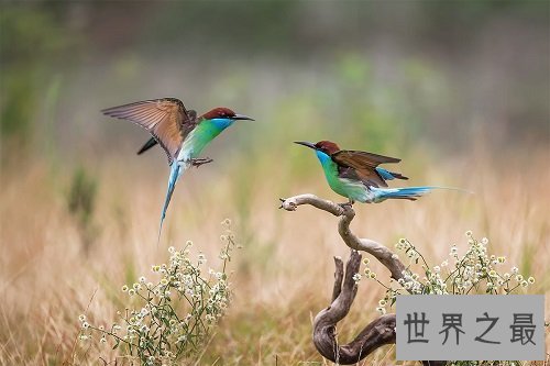 中国最美的鸟蓝喉蜂虎,天空最美的一道风景线!