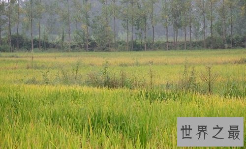 世界上最早的水稻田，居然是在中国？