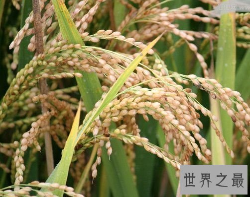 世界上最早的水稻田，居然是在中国？