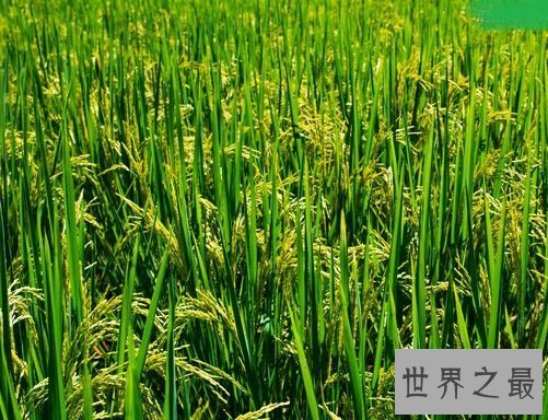 世界上最早的水稻田，居然是在中国？