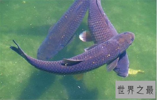 中国四大家鱼,有国鱼之称的鲤鱼为何不算?