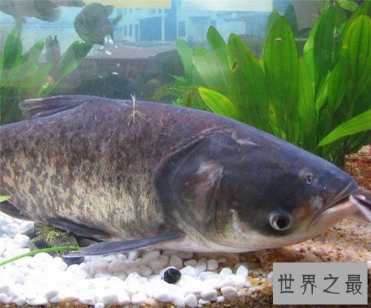 中国四大家鱼,有国鱼之称的鲤鱼为何不算?