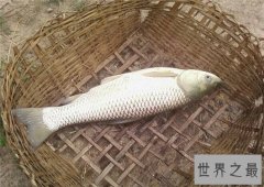 中国四大家鱼，有国鱼之称的鲤鱼为何不算？