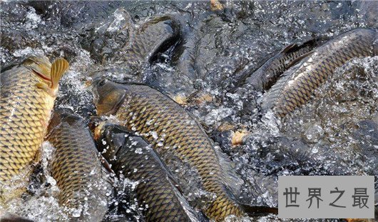 中国四大家鱼,有国鱼之称的鲤鱼为何不算?