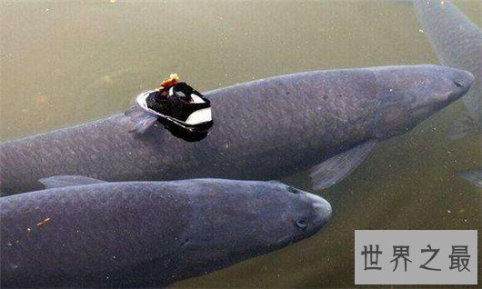 中国四大家鱼,有国鱼之称的鲤鱼为何不算?