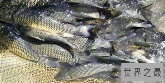 中国四大家鱼,有国鱼之称的鲤鱼为何不算?