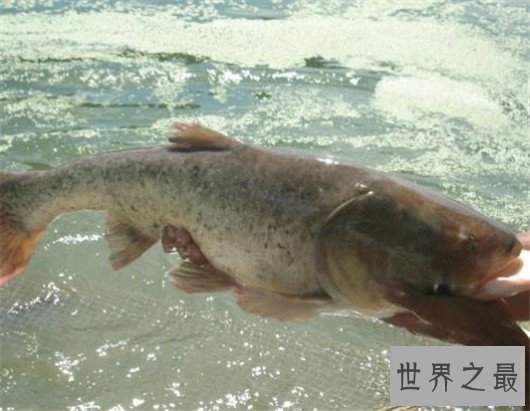 中国四大家鱼,有国鱼之称的鲤鱼为何不算?