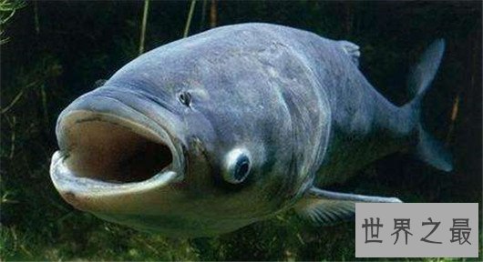 中国四大家鱼,有国鱼之称的鲤鱼为何不算?