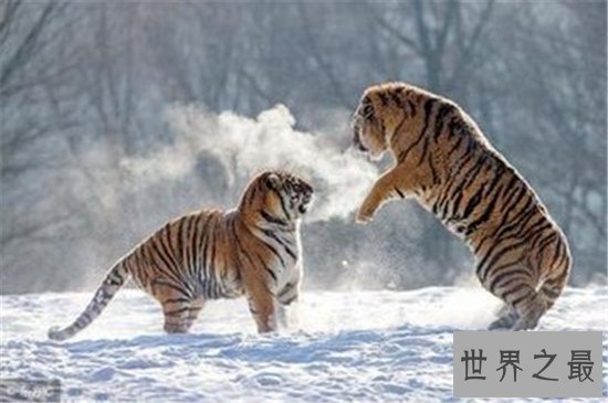 属虎的今年多大年龄时运最旺 耐人寻味的2018属虎人的好运势