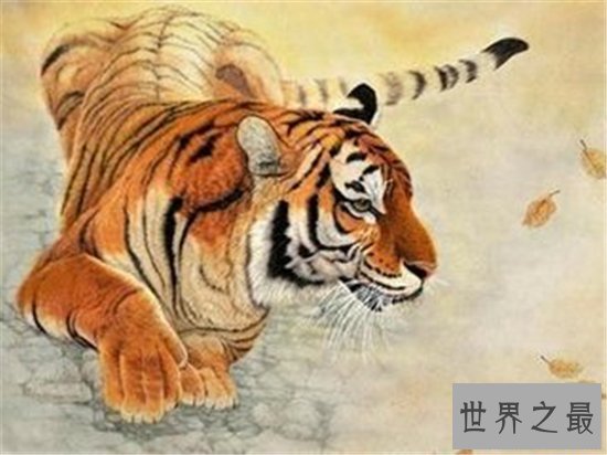 属虎的今年多大年龄时运最旺 耐人寻味的2018属虎人的好运势