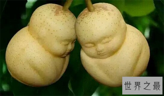 探索人参果树的秘密，吃了传说中的人参果真的能长生不老吗？