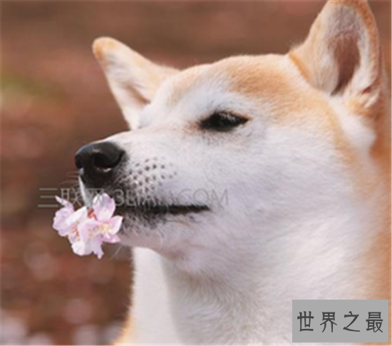 属狗的今年多大年龄才是时运最旺的年龄 属狗人桃花运为什么这么好