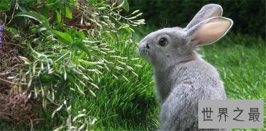 2018运势极佳的属兔人属兔的今年多大，为什么运势会这么好