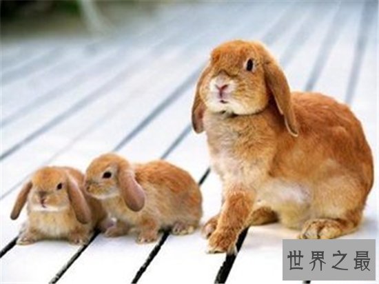 2018运势极佳的属兔人属兔的今年多大，为什么运势会这么好