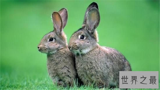 2018运势极佳的属兔人属兔的今年多大，为什么运势会这么好