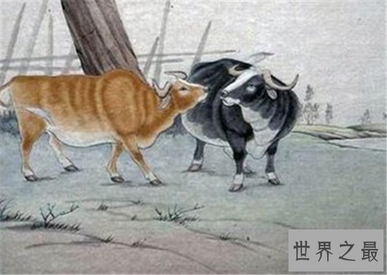 属牛的今年多大财运在2018年竟然好的可怕 为什么属牛人在2018年会发财