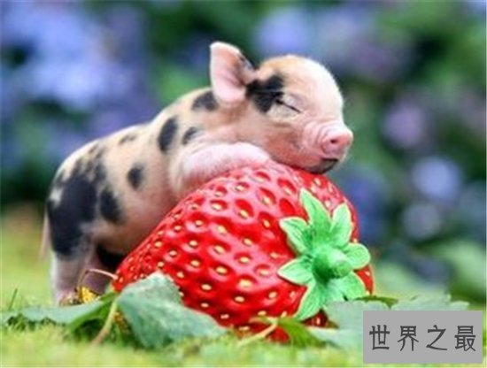 属猪人2018年好到爆炸的运势是为什么 属猪人今年多运势大才会这么好