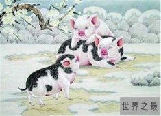 属猪人2018年好到爆炸的运势是为什么 属猪人今年多运势大才会这么好