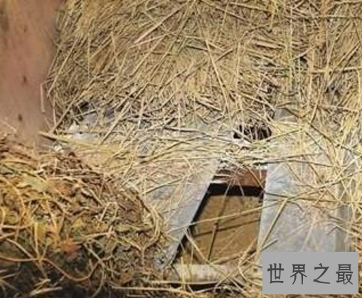 福州性奴案,男子狗窖中囚禁两女子作为自己的泄欲工具