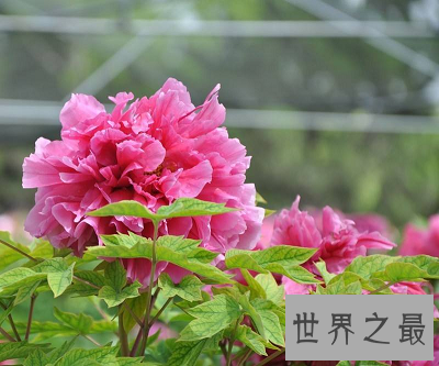 中国国花为何迟迟不定？论国花的最深层意义