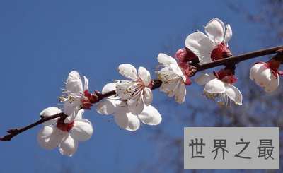 中国国花为何迟迟不定？论国花的最深层意义