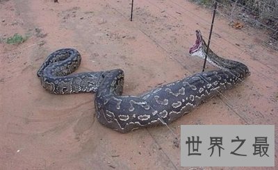 中国最大的蛇 最长体长竟然到达200米?