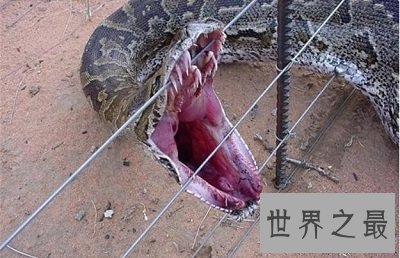 中国最大的蛇 最长体长竟然到达200米?