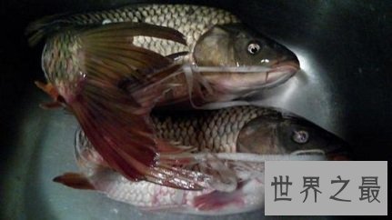 鲁菜中最残忍的一道菜--活吃鲤鱼
