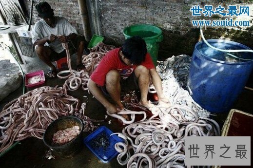 中国第一蛇村，湖州子思桥村（上万条蛇盘踞于此）