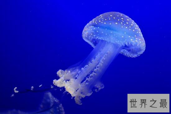 中国最大水母馆，感受梦幻水母世界