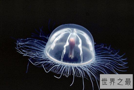 中国最大水母馆，感受梦幻水母世界