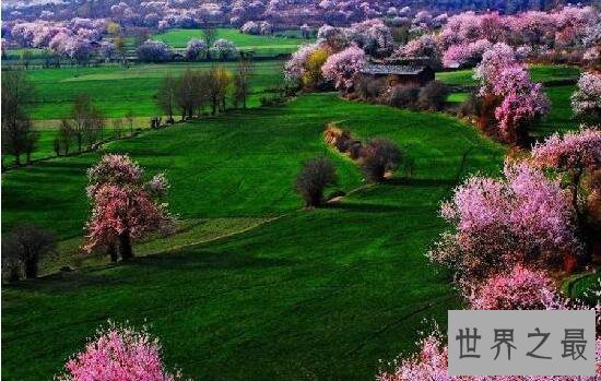 中国最大的桃花谷，最倾城的十里桃花灼灼